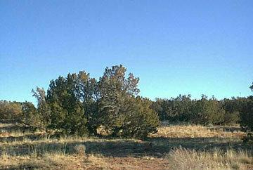 GovernmentAuction.com AZ LAND, 40 AC.,