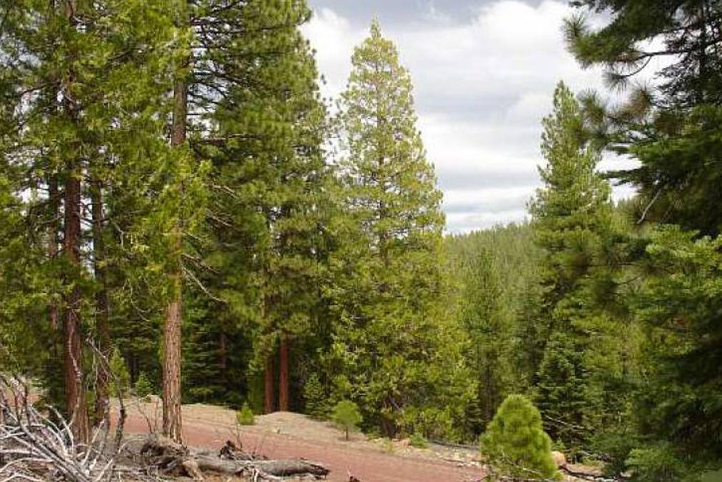 IMPRESSIVE CALIFORNIA LAND IN CALIFORNIA PINES SUBDIVISION! EXCELLENT INVESTMENT! TAKE OVER PAYMENTS