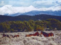 BID AND ASSUME FORECLOSURE! STUNNING COLORADO LAND! INCREDIBLE BUY! START YOUR LAND PORTFOLIO NOW!