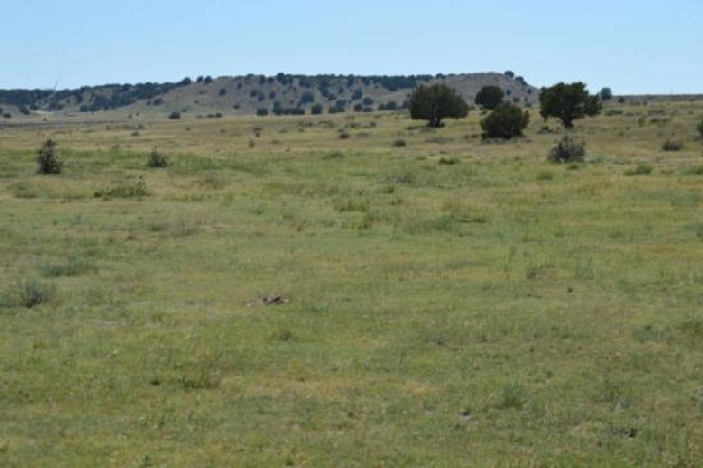 35.32 ACRE STUNNINGCOLORADO  LAND! CASH SALE! EXCELLENT INVESTMENT! FILE #1339015