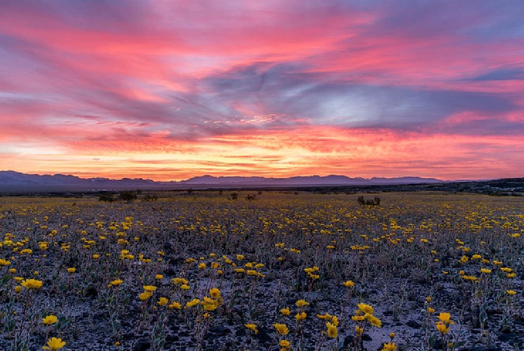 GORGEOUS 2.25 ACRE CALIFORNIA RANCHETTE IN KERN COUNTY! EXCELLENT INVESTMENT! BID AND ASSUME!