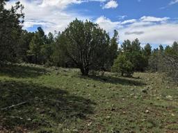 GORGEOUS 10 ACRE IN APACHE COUNTY, ARIZONA! EXCELLENT BUY! TAKE OVER PAYMENTS! FORECLOSURE!