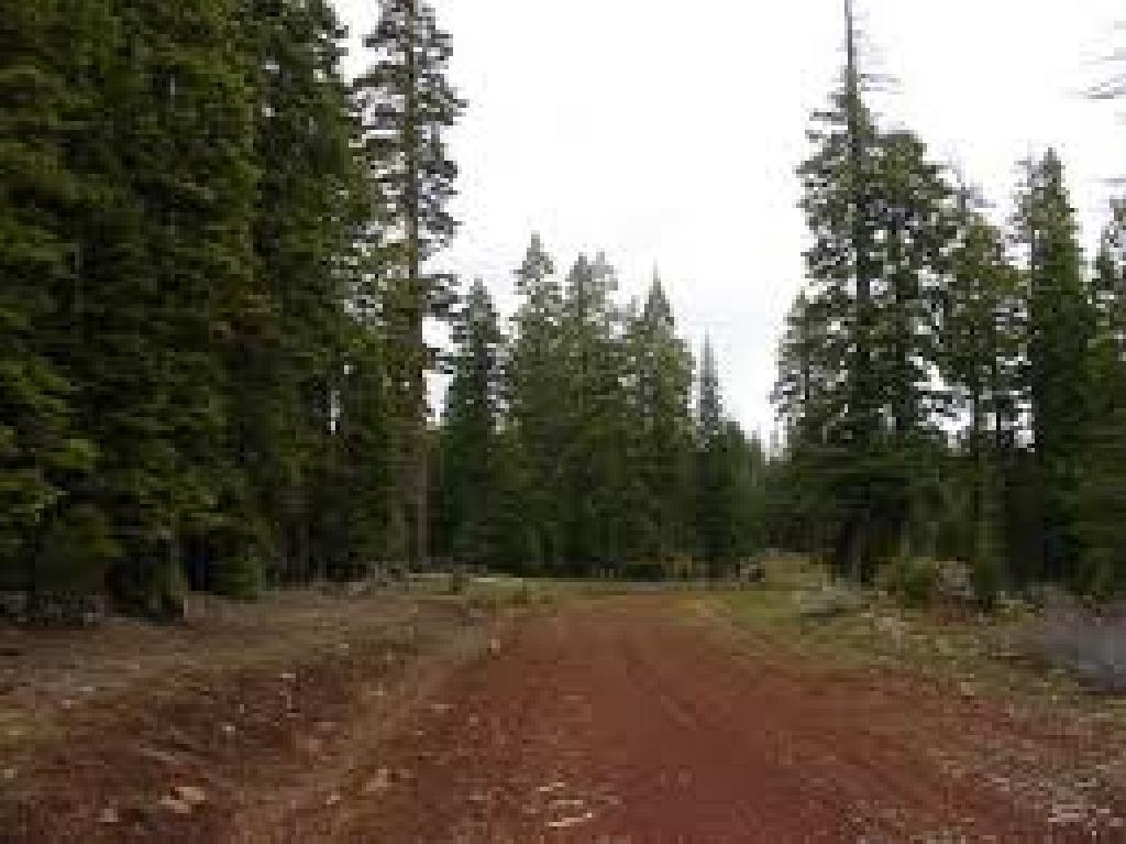 Gorgeous Northern California Property In Beautiful California Pines Subdivision!!! Just Bid & Take O