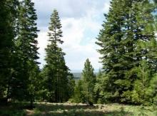 Modoc County Northern CA Approx 1 Acre Property in California Pines with Low Monthly Payments!
