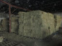 500 Square Bales of Coastal Hay