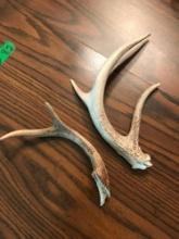 2- deer horns