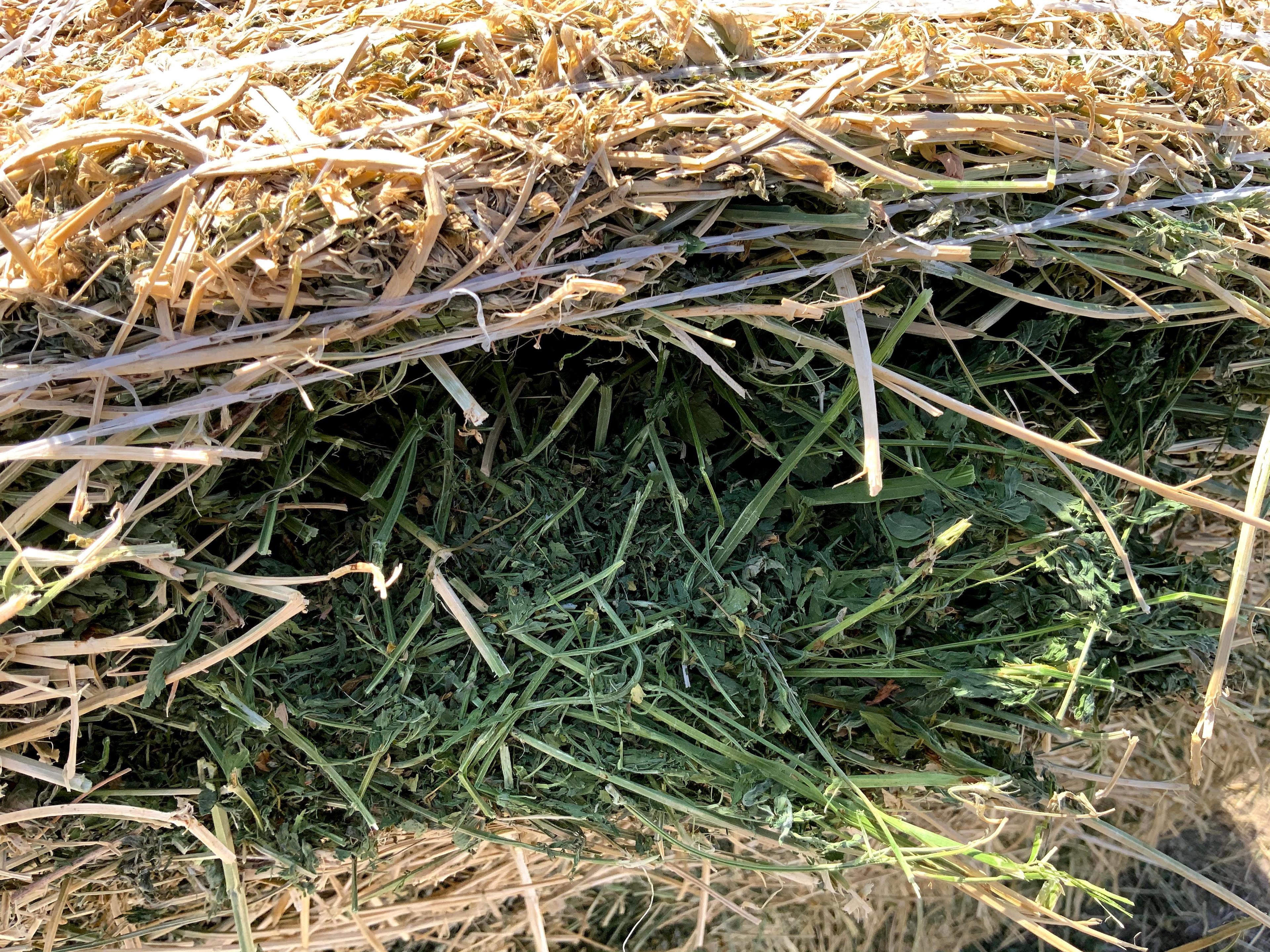 2 Medium Round Bales of 4th Cutting Alfalfa Hay