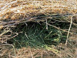 2 Medium Round Bales of 4th Cutting Alfalfa Hay