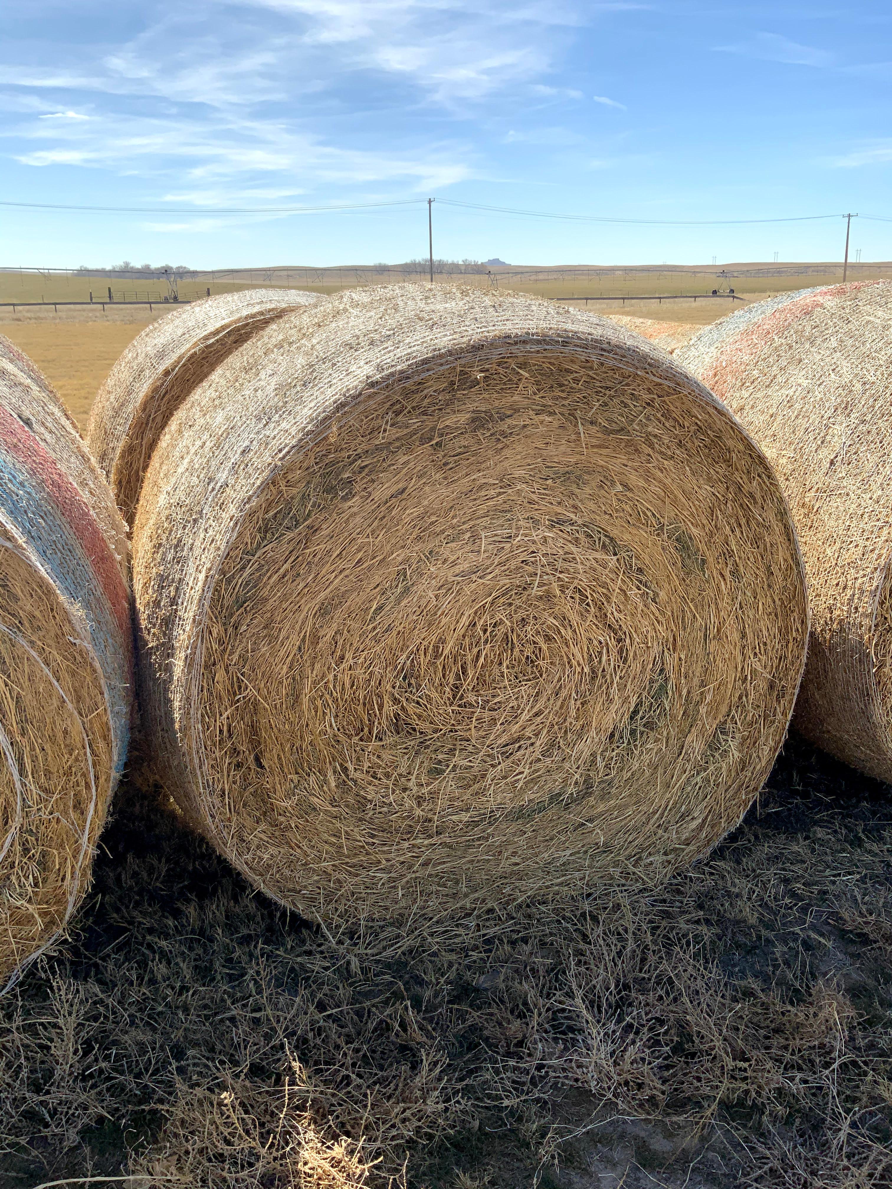 2 Big Round Bales of 1st Cutting Alfalfa Hay