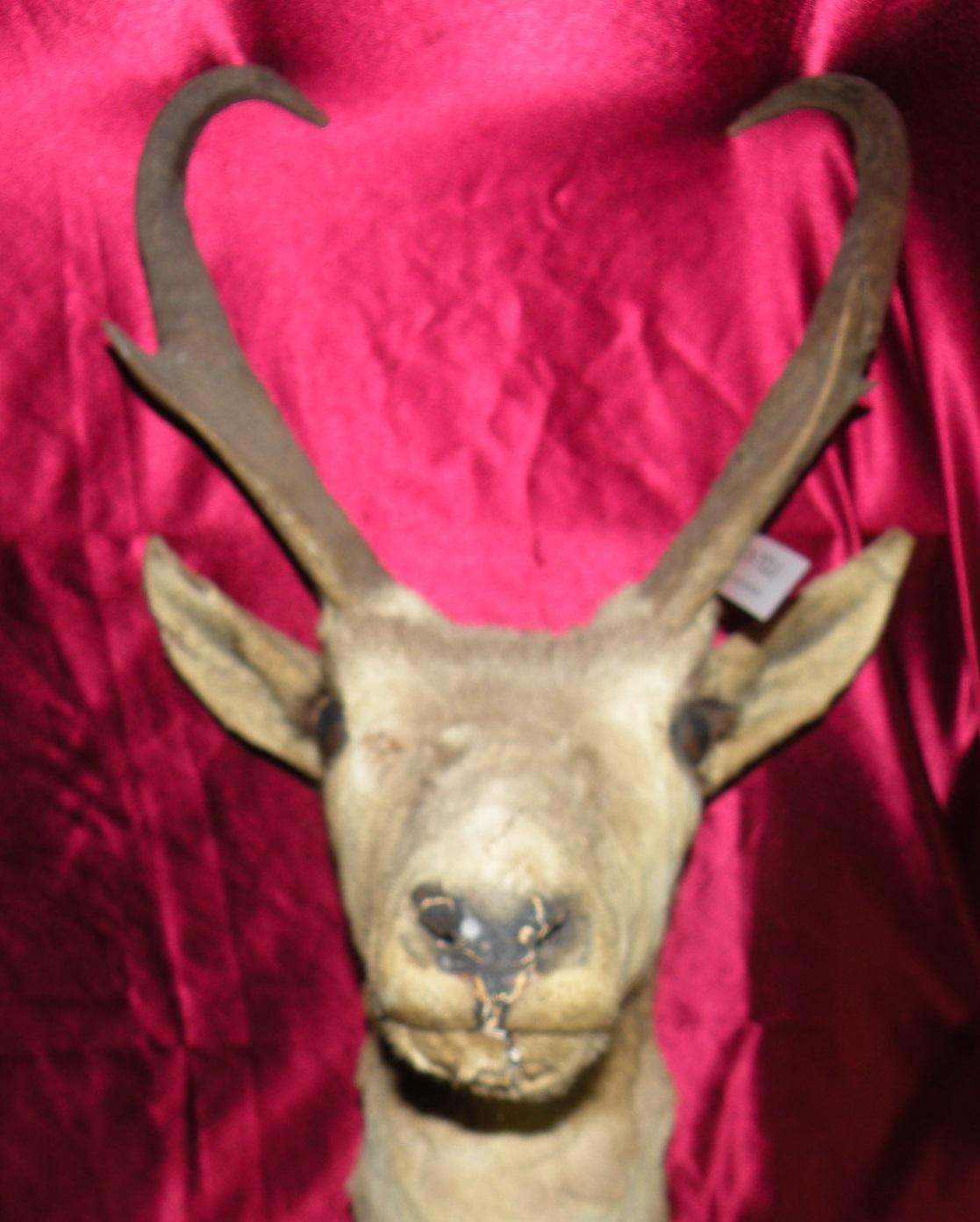 TAXIDERMY PRONGHORN DEER HEAD MOUNT - WILL NOT SHIP