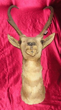 TAXIDERMY PRONGHORN DEER HEAD MOUNT - WILL NOT SHIP