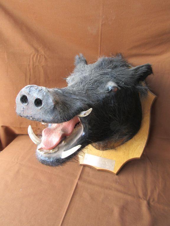 Boar head mount