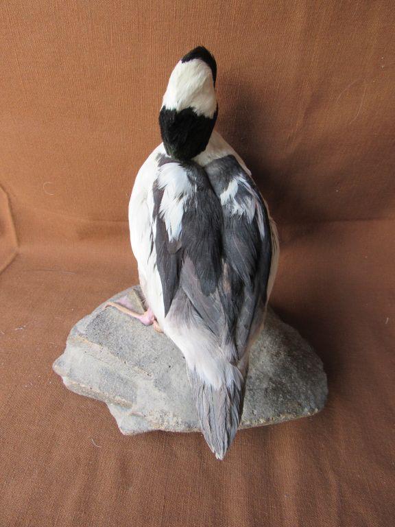 Bufflehead duck mount