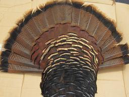 Turkey feather mount