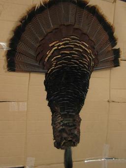 Turkey feather mount