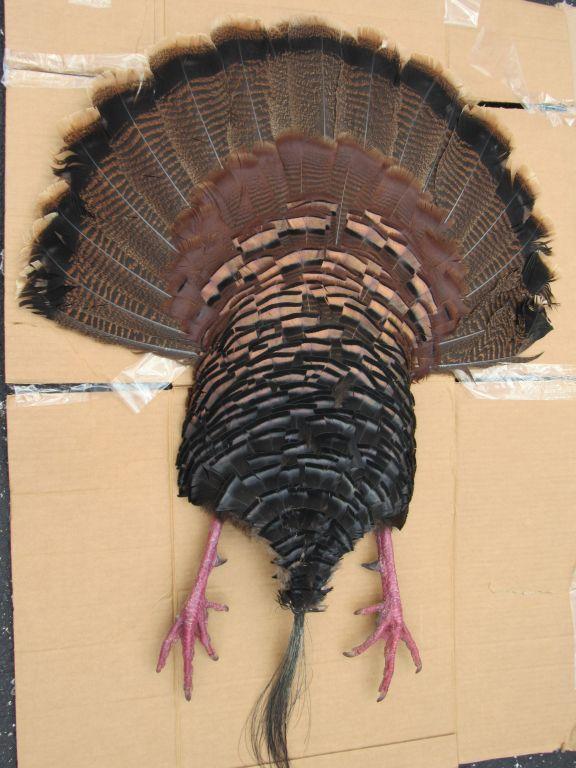 Turkey feather mount