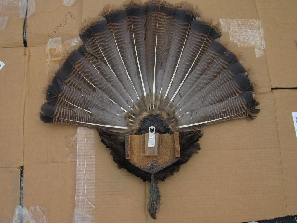 Turkey feather mount