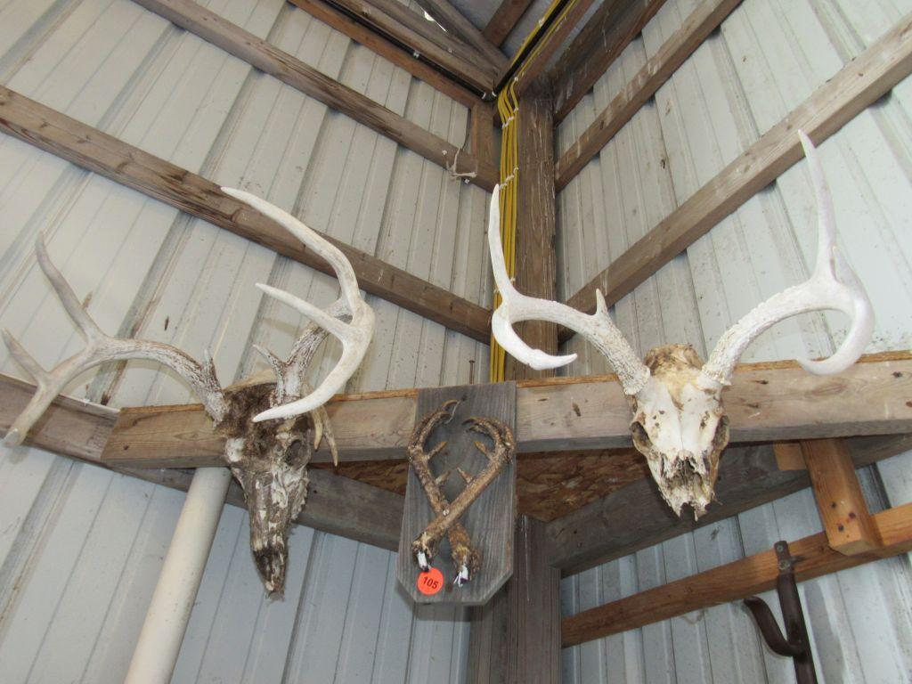 Deer skulls and more