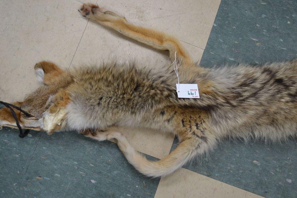 Coyote Hide 55" From Nose to Tail