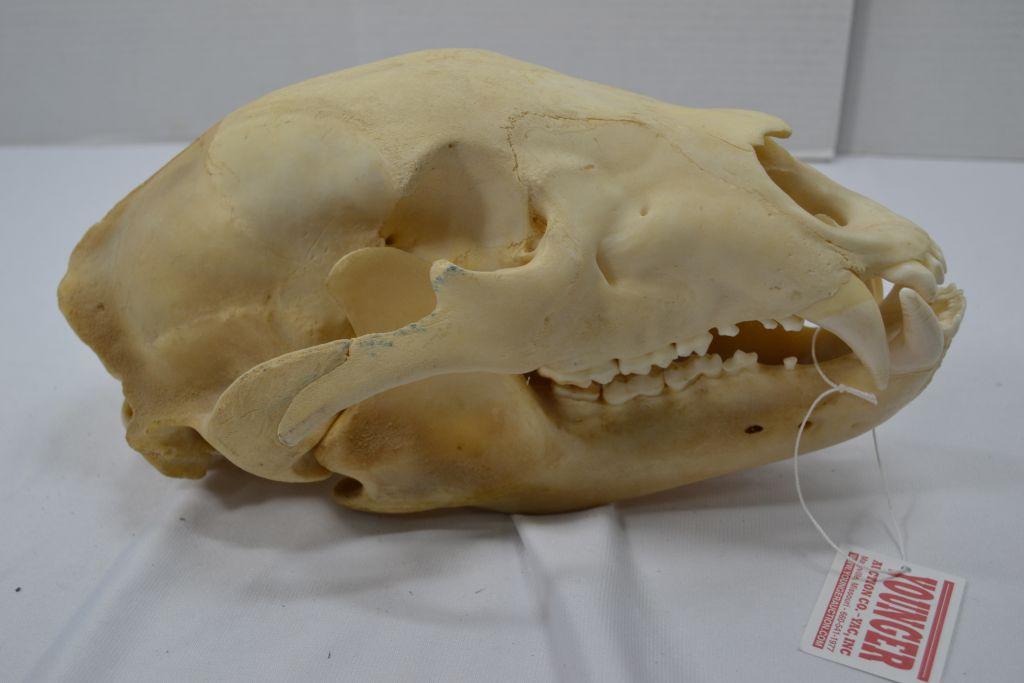 Black Bear Skull, 11"