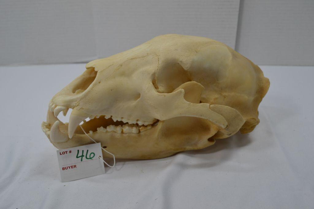 Black Bear Skull, 11"