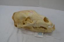 Black Bear Skull 12" Long