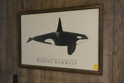 Marine Mammal Picture