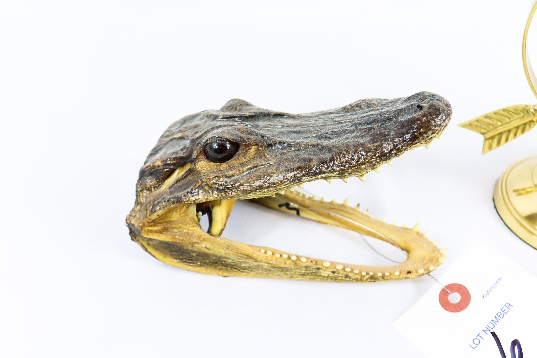 Alligators Mouth & Brass Sphere