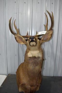 10 Point Mule Deer Shoulder Mount