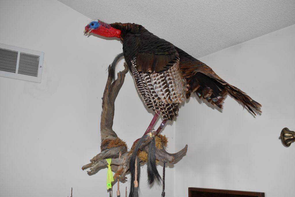 Full Turkey Body Mount on Drift Wood