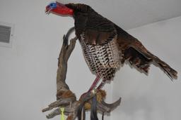 Full Turkey Body Mount on Drift Wood