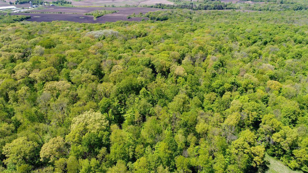 Parcel/Lot 1 91.21 Acre Building Site in Wanamingo TWP, Goodhue Co. MN