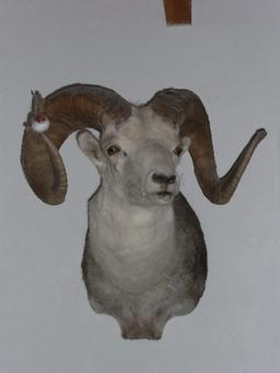 Stone Sheep