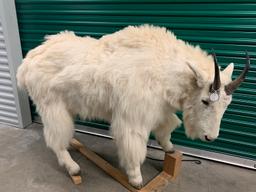 Mountain Goat (Oreamnos americanus)