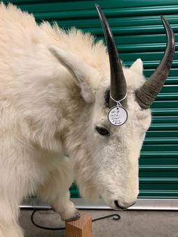 Mountain Goat (Oreamnos americanus)