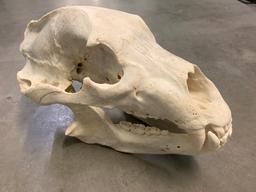 Alaskan Grizzly Skull (Urus americanus)