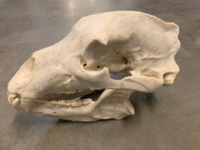 Alaskan Grizzly Skull (Urus americanus)