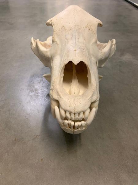 Alaskan Grizzly Skull (Urus americanus)