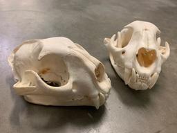 (2) Cougar Skulls (Puma concolor)