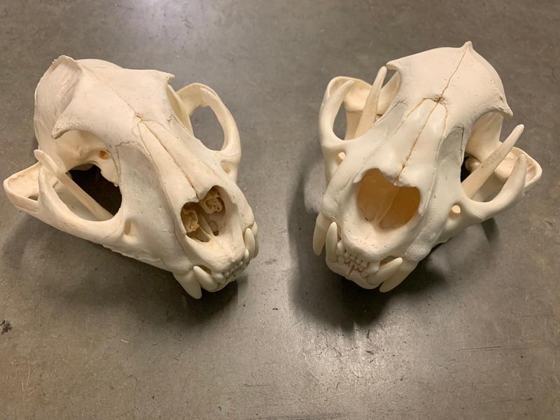 (2) Cougar Skulls (Puma concolor)