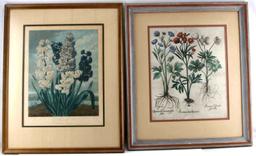 VINTAGE FLORA BOTANICAL PRINT W THORNTON HYACINTH