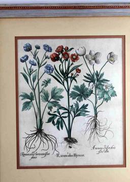 VINTAGE FLORA BOTANICAL PRINT W THORNTON HYACINTH