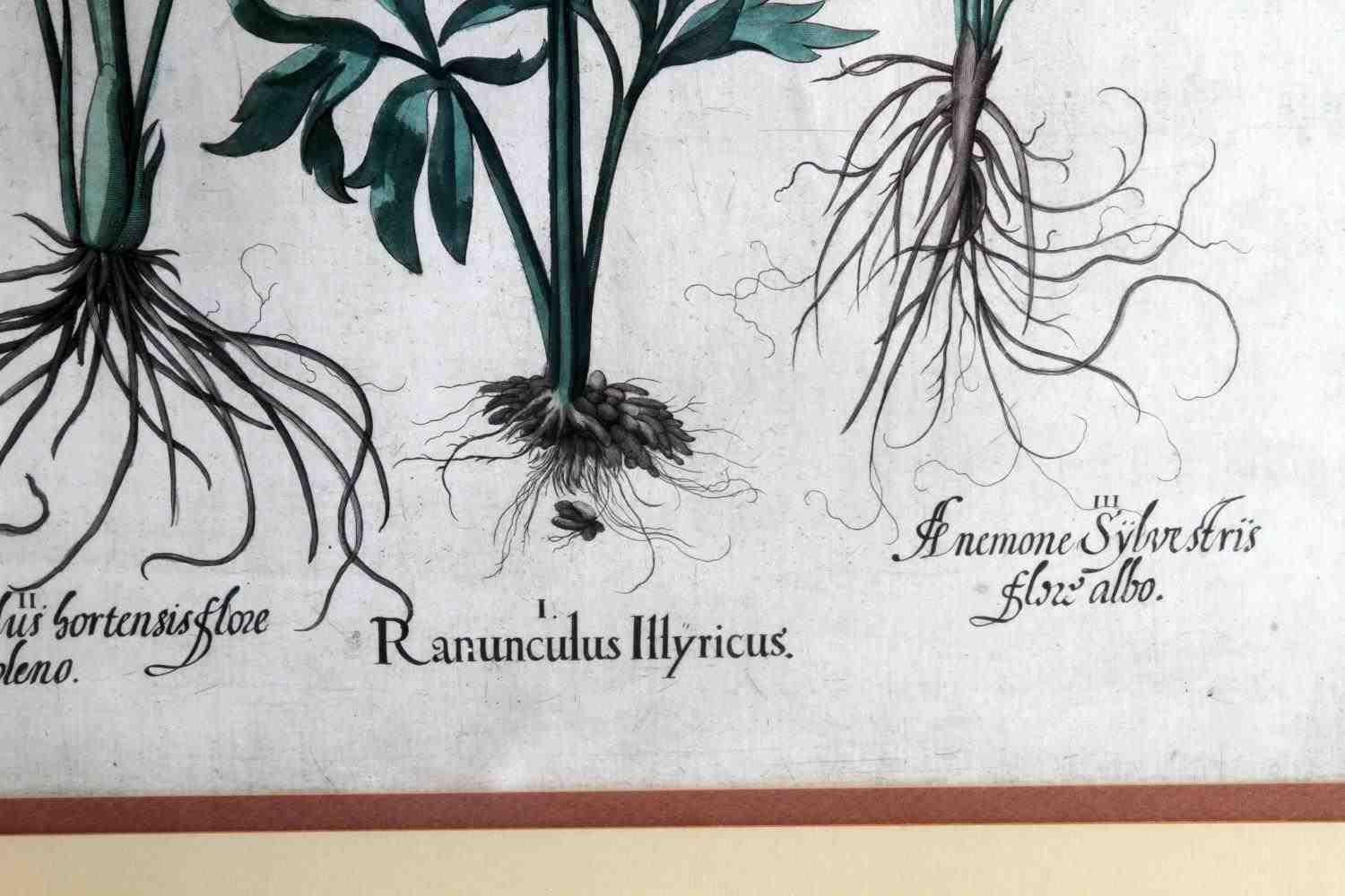 VINTAGE FLORA BOTANICAL PRINT W THORNTON HYACINTH