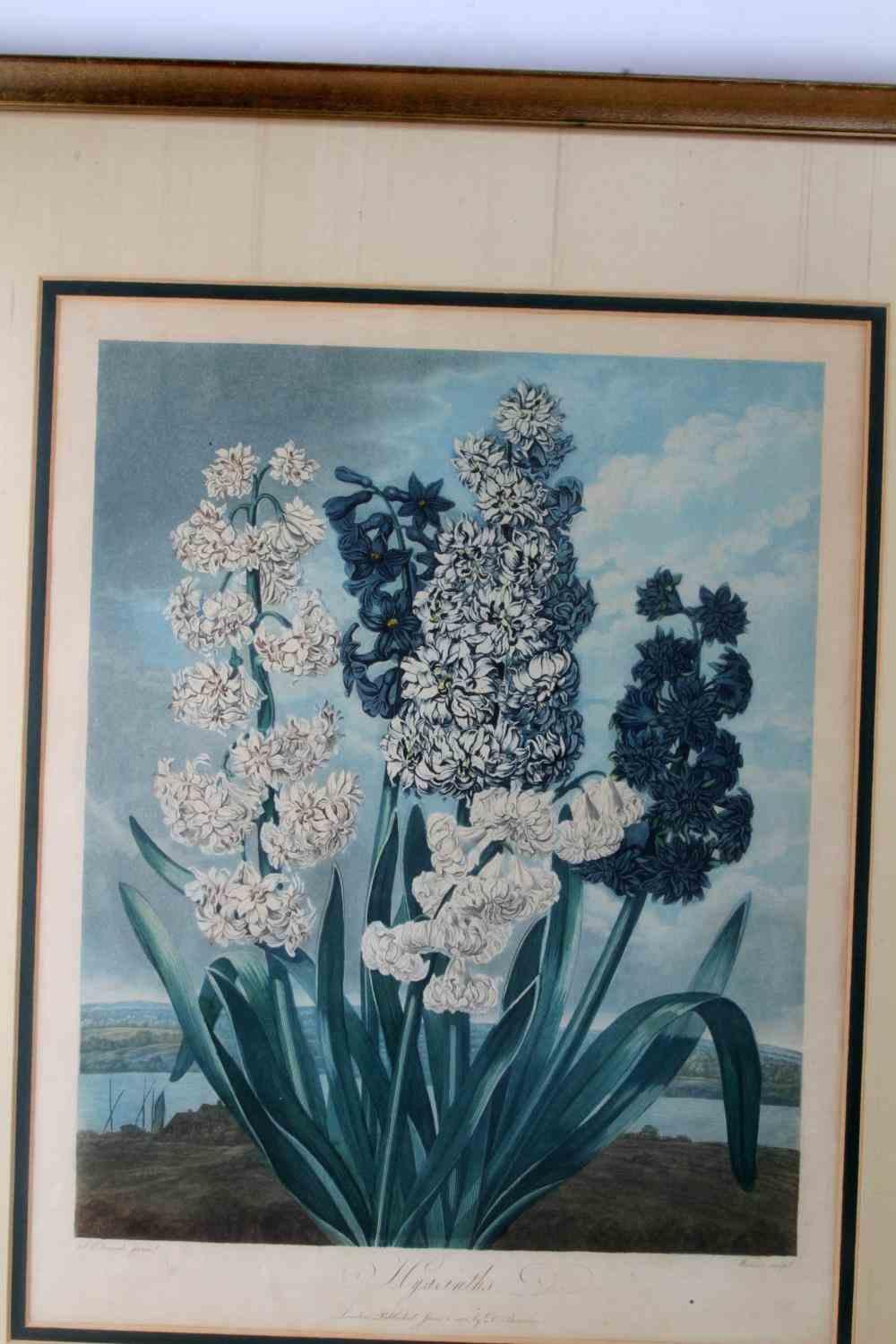 VINTAGE FLORA BOTANICAL PRINT W THORNTON HYACINTH