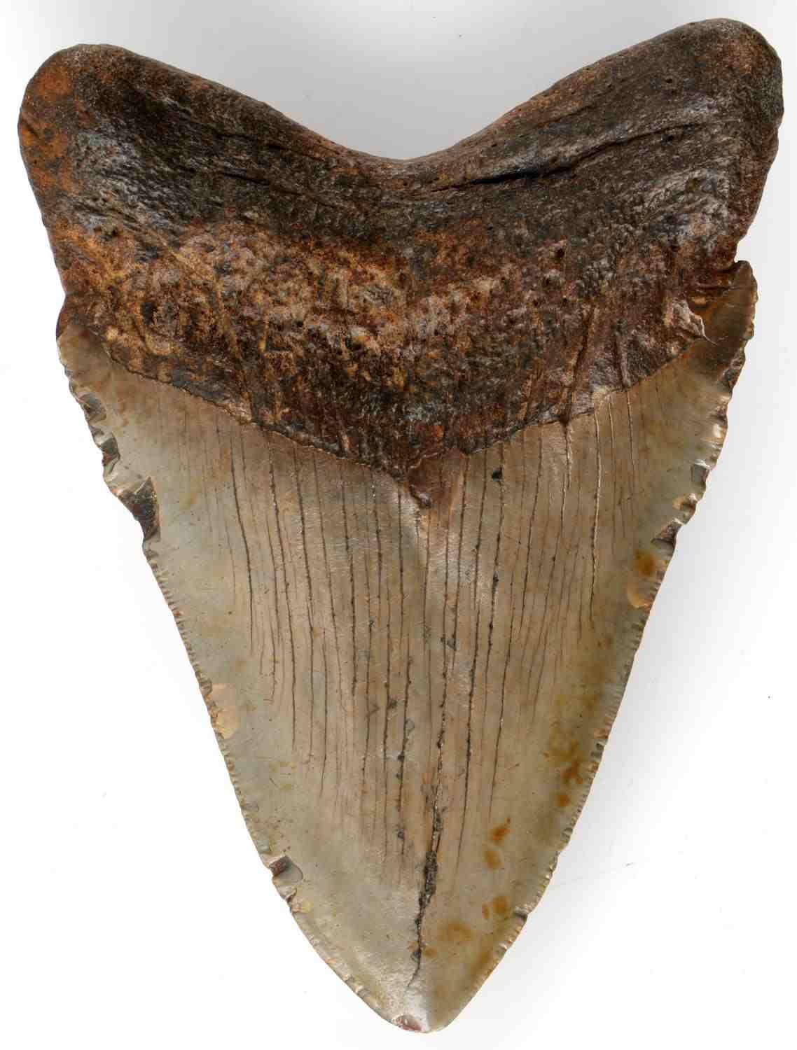 FOSSILIZED CARCHAROCLES MEGALODON SHARK TOOTH