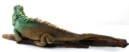 LIFELIKE IGUANA LIZARD CARVING FOLK ART FURNISHING