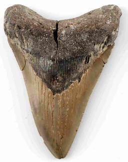 PREHISTORIC SHARK CARCHARODON MEGALODON TOOTH 5"