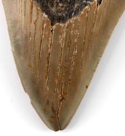 PREHISTORIC SHARK CARCHARODON MEGALODON TOOTH 5"