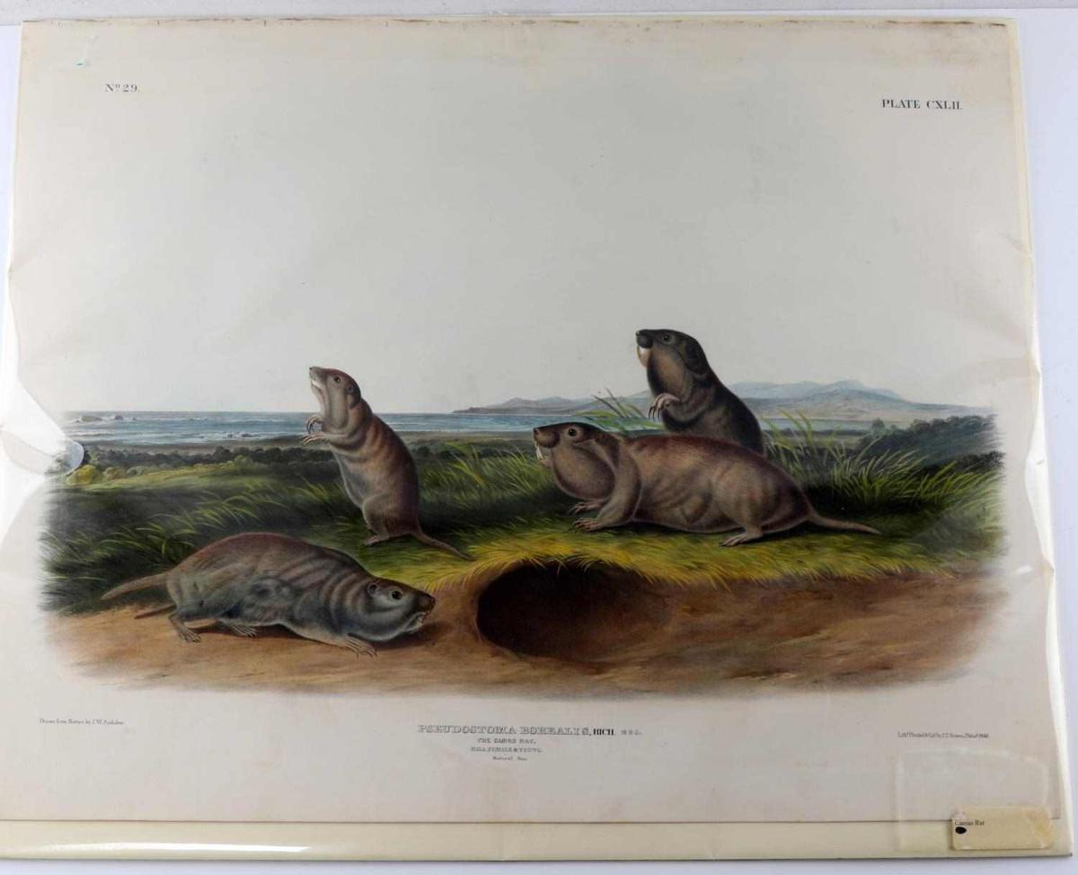 1848 JOHN JAMES AUDUBON LITHOGRAPH CAMAS RATS