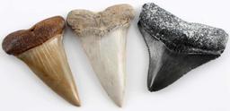 LOT OF 6 PREHISTORIC BABY SHARK MEGALODON TOOTH